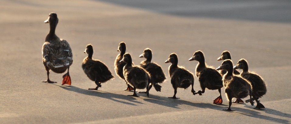 ducklings following mama